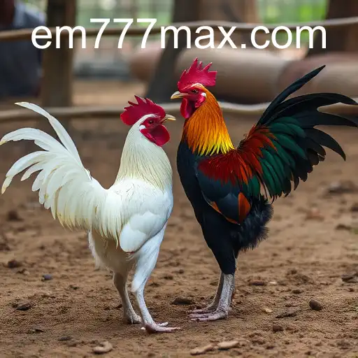 Exploring the World of Sabong Games with EM777